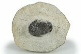 Detailed Gerastos Trilobite Fossil - Morocco #310270-3